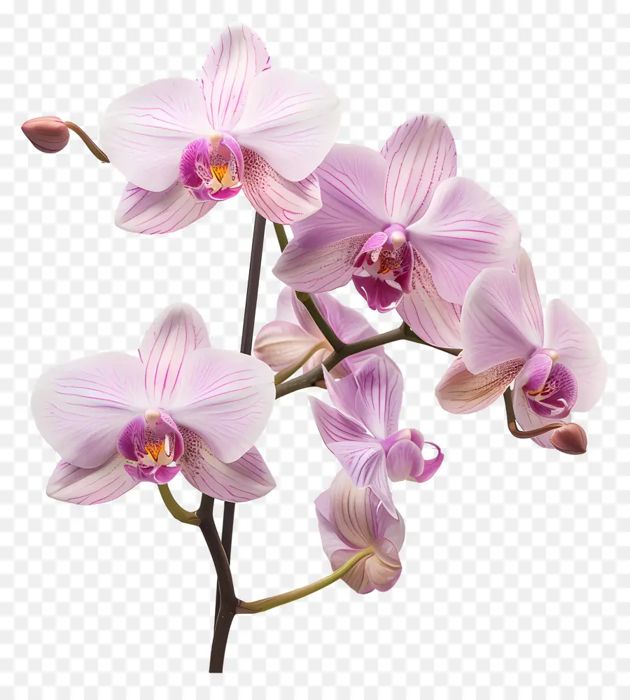 Fleur D'orchidée，Orchidée Blanche PNG