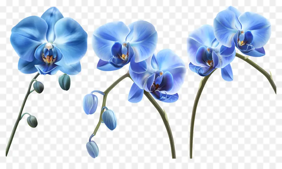 Fleur D'orchidée，Orchidée Bleue PNG