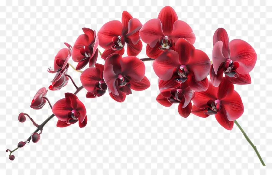 Fleur D'orchidée，Orchidées Rouges PNG