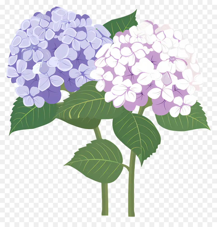 Fleurs D'hortensia，Fleurs Violettes PNG