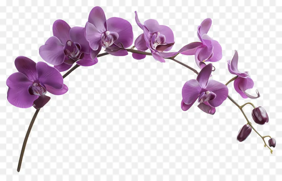 Fleur D'orchidée，Orchidée Rose PNG