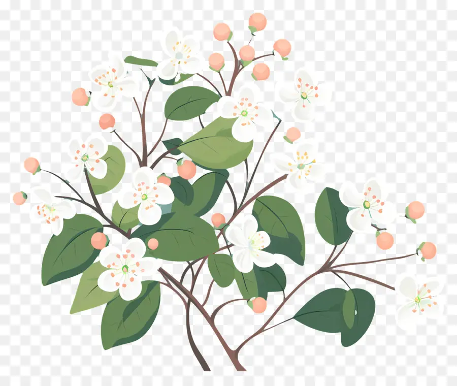 Petite Fleur，Fleurs Blanches PNG