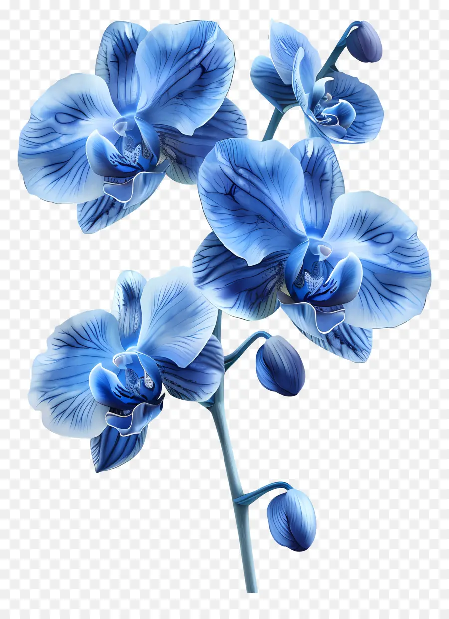 Fleur D'orchidée，Orchidée Bleue PNG