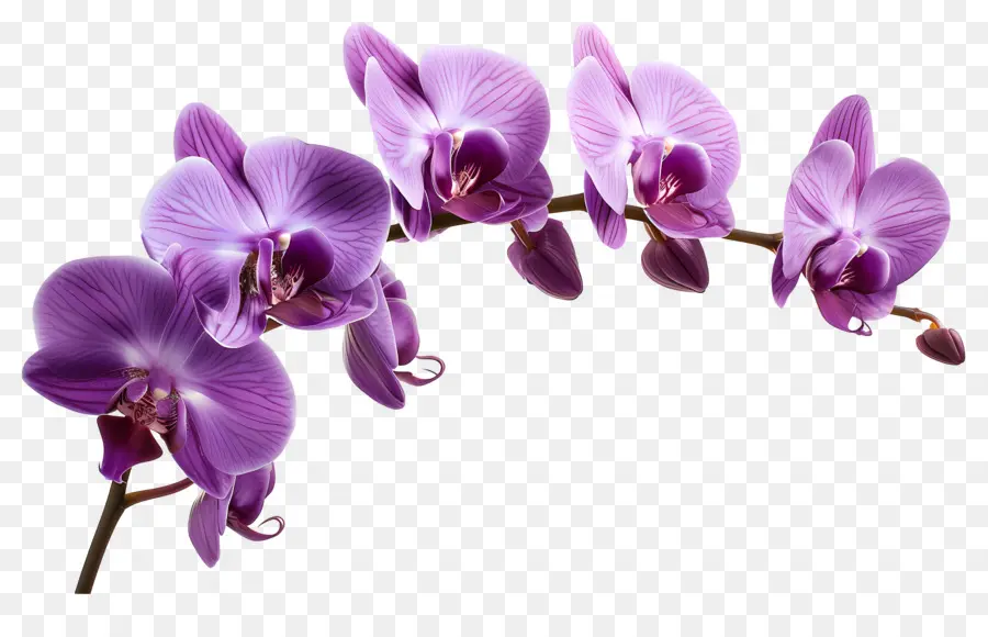 Fleur D'orchidée，Orchidée Rose PNG