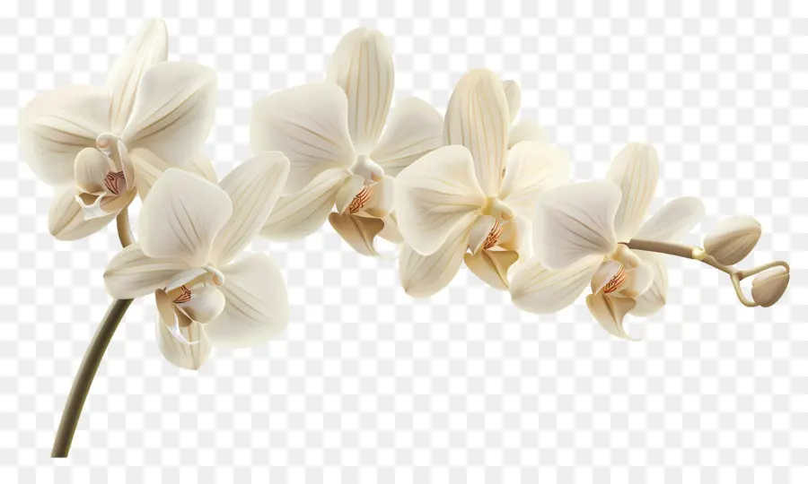 Fleurs D'orchidée Vanille，Orchidées Blanches PNG