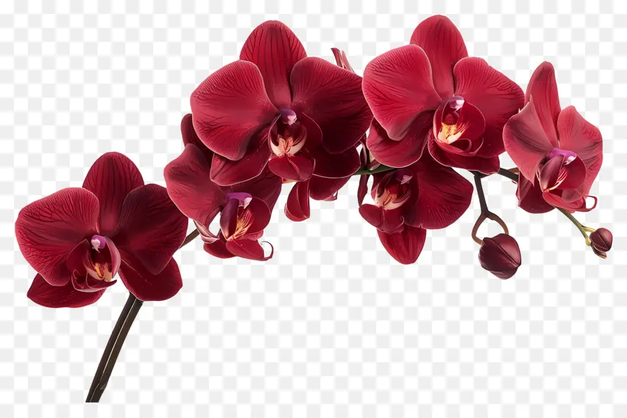 Fleur D'orchidée，Orchidées Rouges PNG