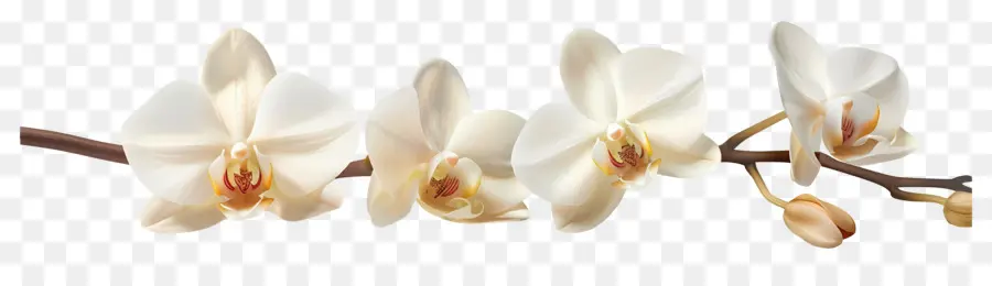 Fleurs D'orchidée Vanille，Fleurs D'orchidées PNG