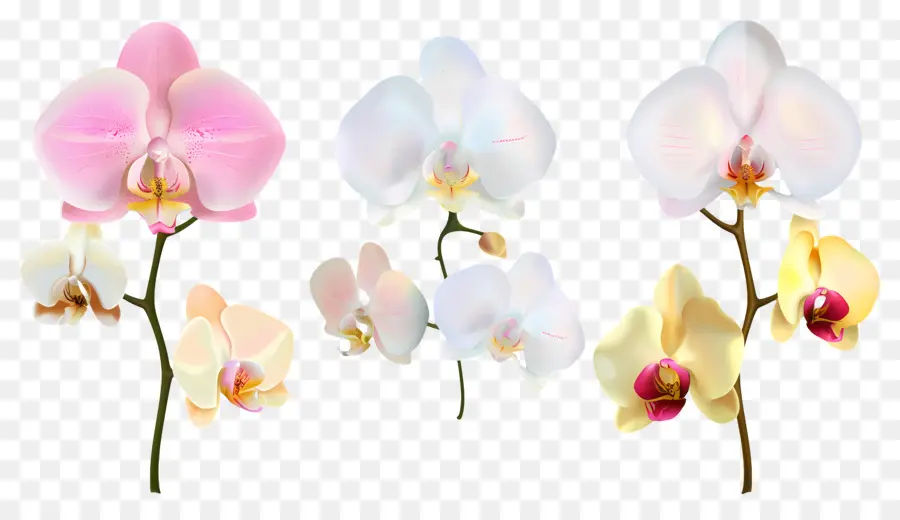 Fleur D'orchidée，Fleurs D'orchidées PNG