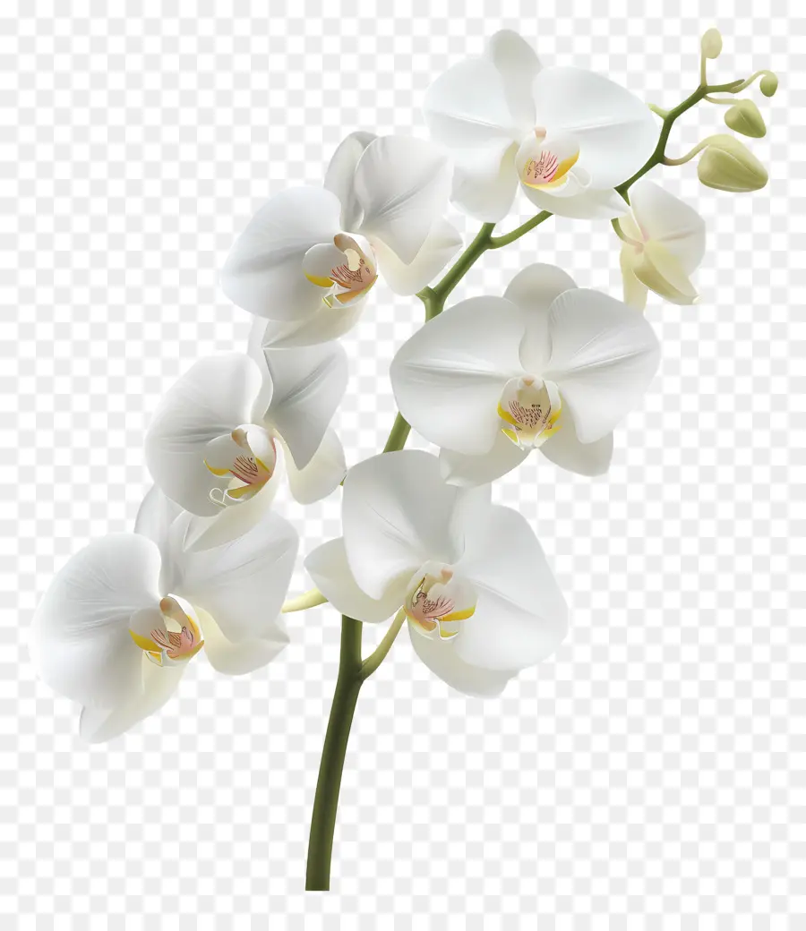 Fleur D'orchidée，Orchidée Blanche PNG