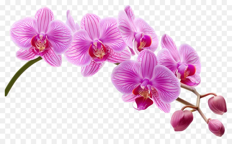 Fleur D'orchidée，Orchidée Rose PNG