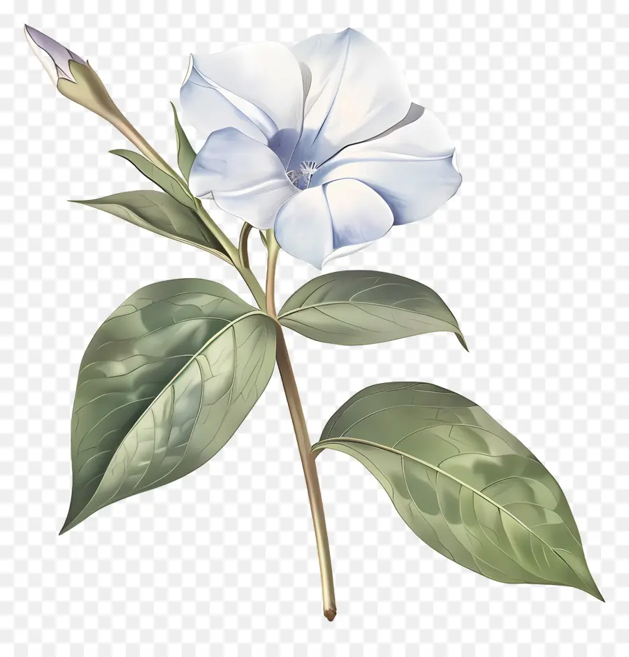 Petite Fleur，Fleurs Bleues PNG