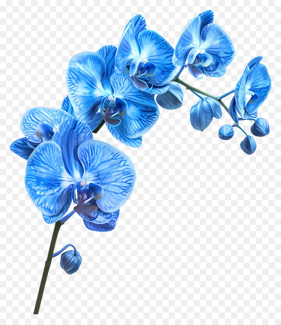 Fleur D'orchidée，Orchidée Bleue PNG