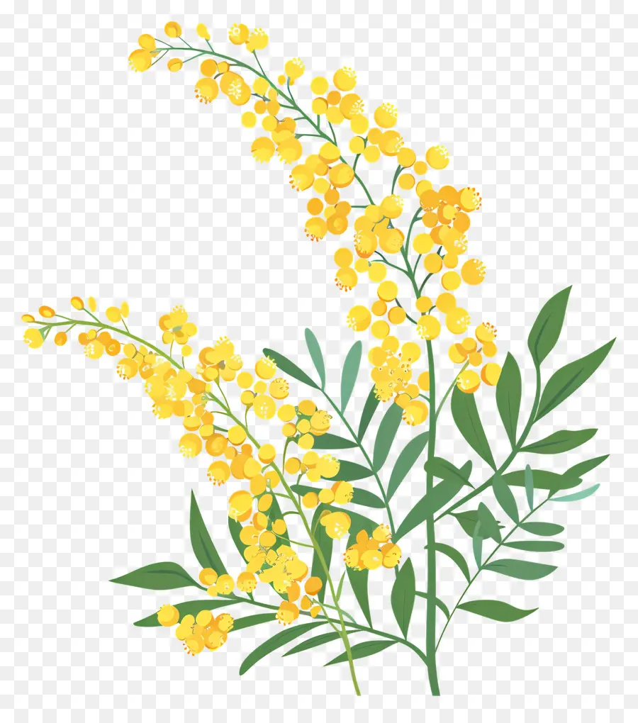 Petite Fleur，Fleurs PNG