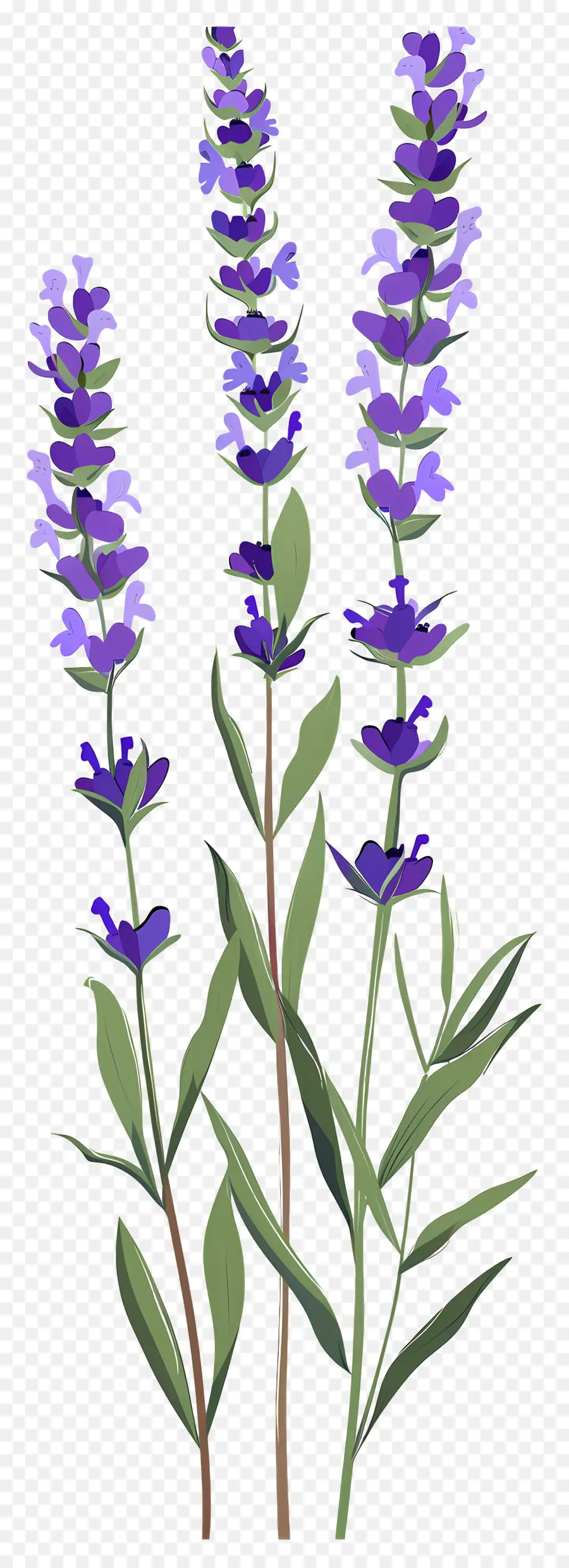 Fleurs De Lavande，Fleurs Violettes PNG