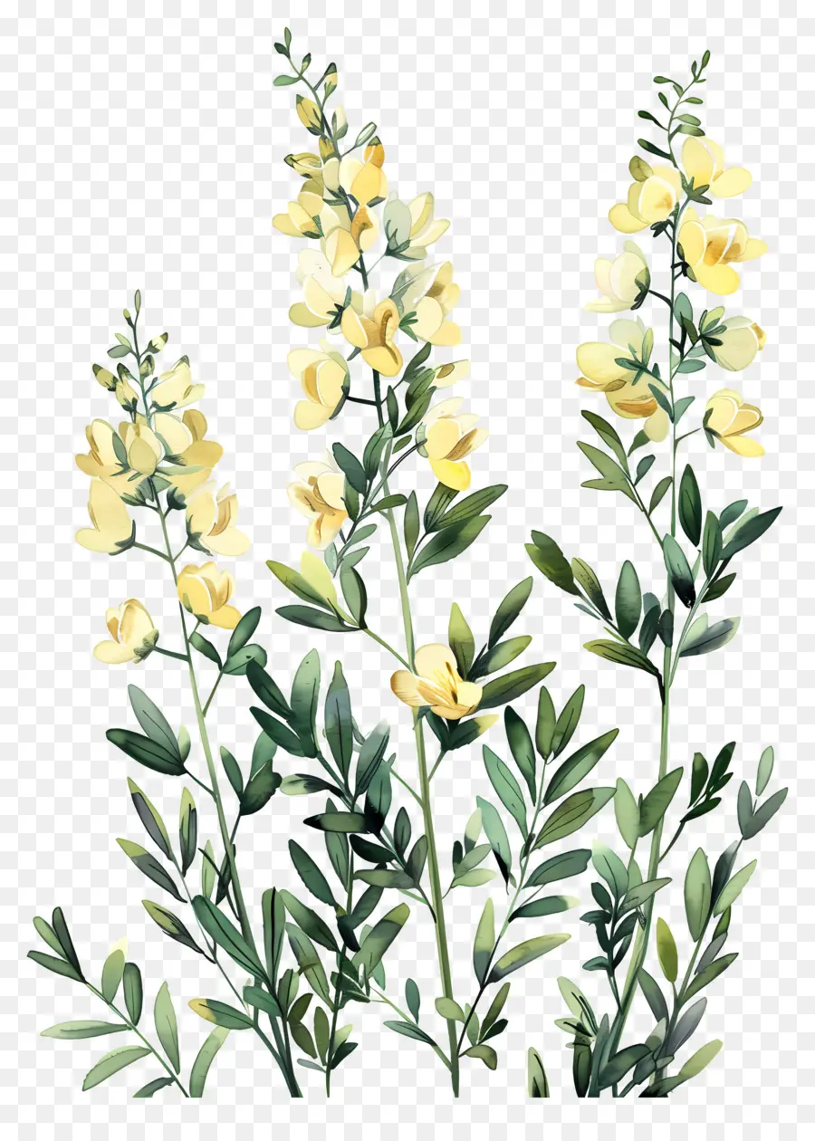 Fleur De Cytisus Wolgaricus，Fleurs Jaunes PNG