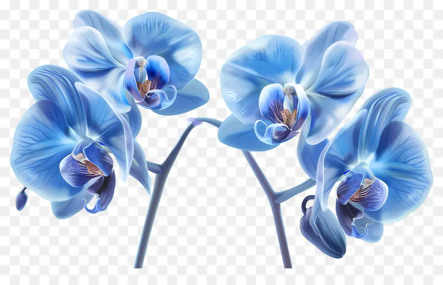 Fleur D'orchidée，Orchidée Bleue PNG