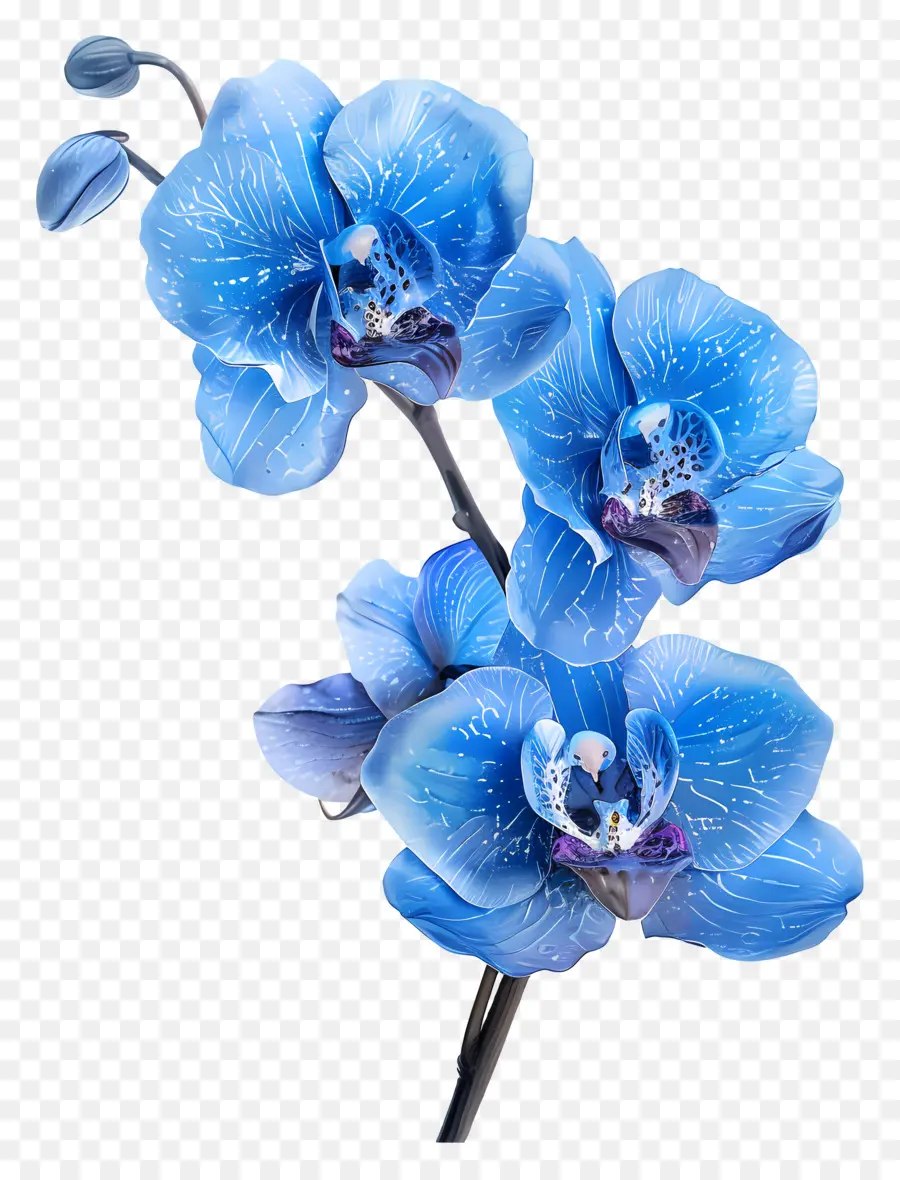 Fleur D'orchidée，Orchidée Bleue PNG