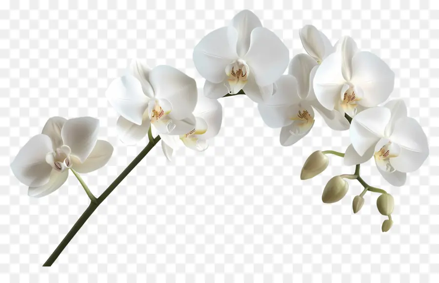 Fleur D'orchidée，Orchidées Blanches PNG