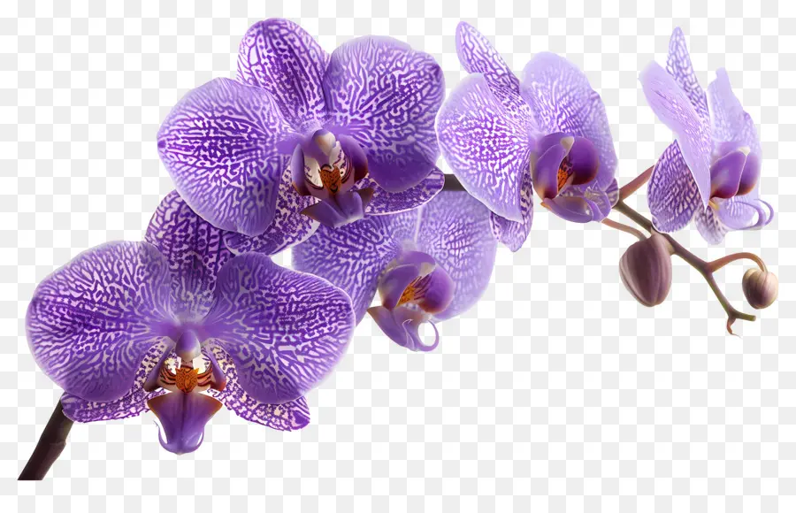 Fleur D'orchidée，Orchidée Bleue PNG