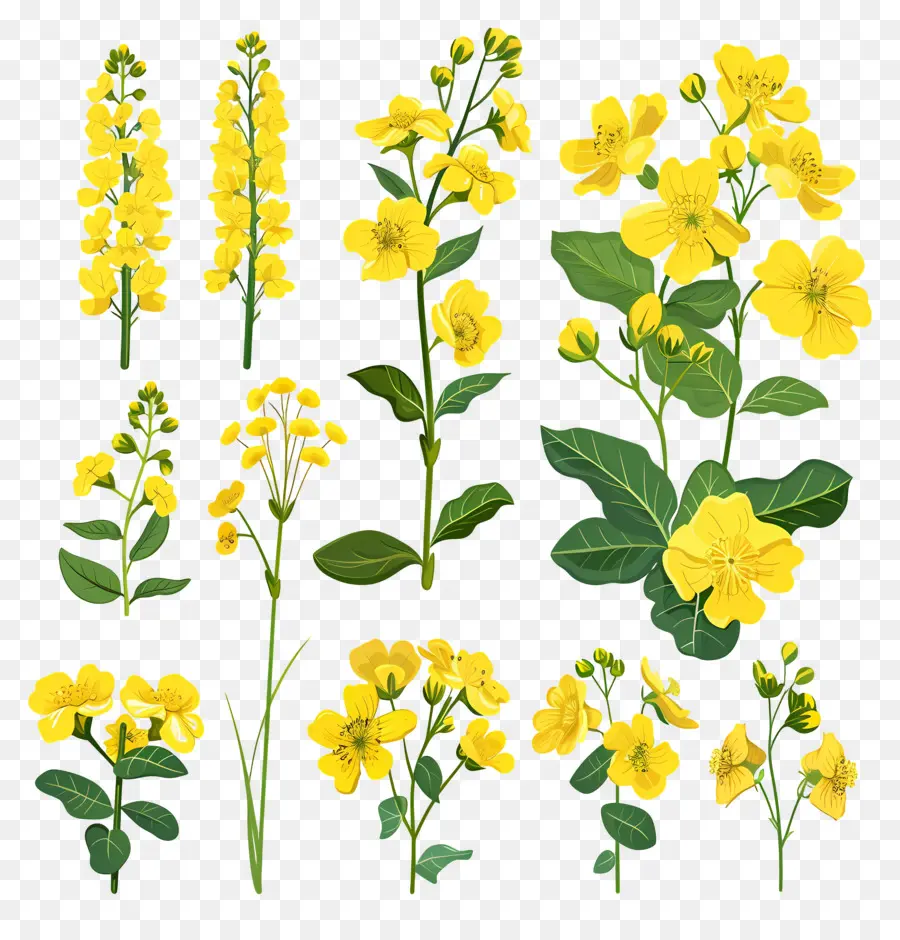 Fleurs De Colza，Fleurs Jaunes PNG