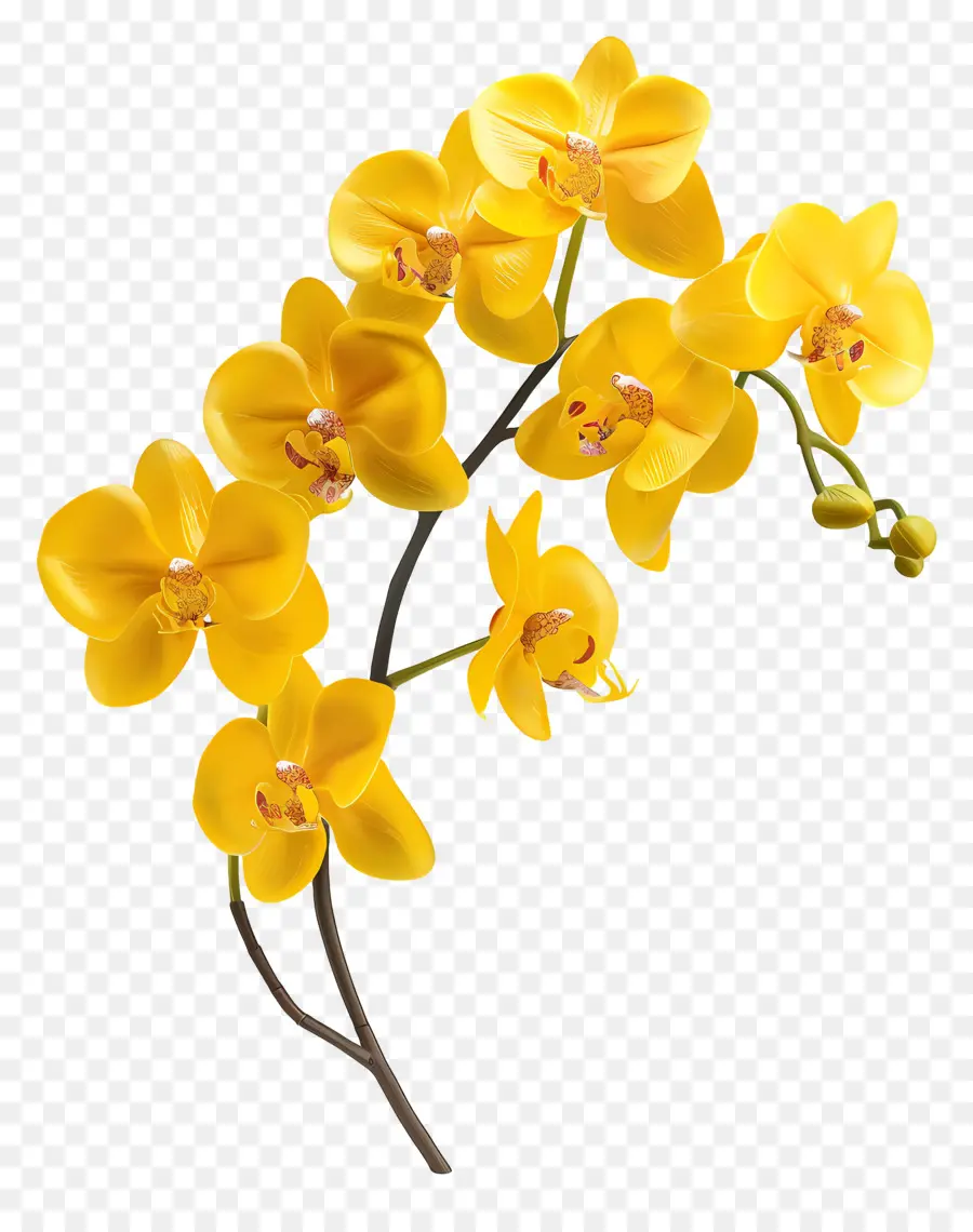 Fleur D'orchidée，Orchidées Jaunes PNG