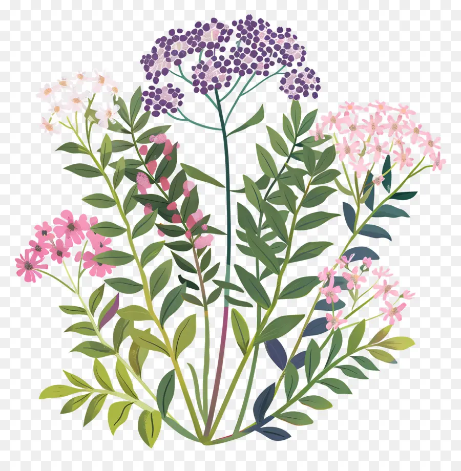 Petite Fleur，Fleurs Sauvages PNG