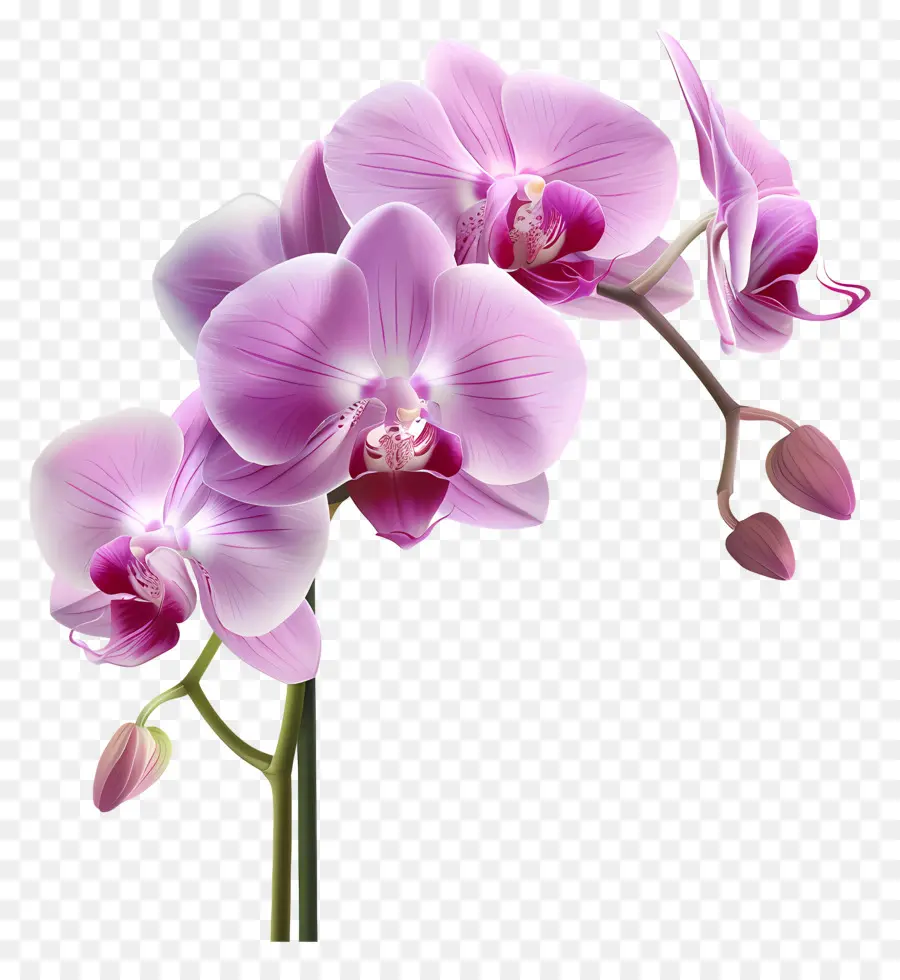 Fleur D'orchidée，Orchidée Blanche PNG