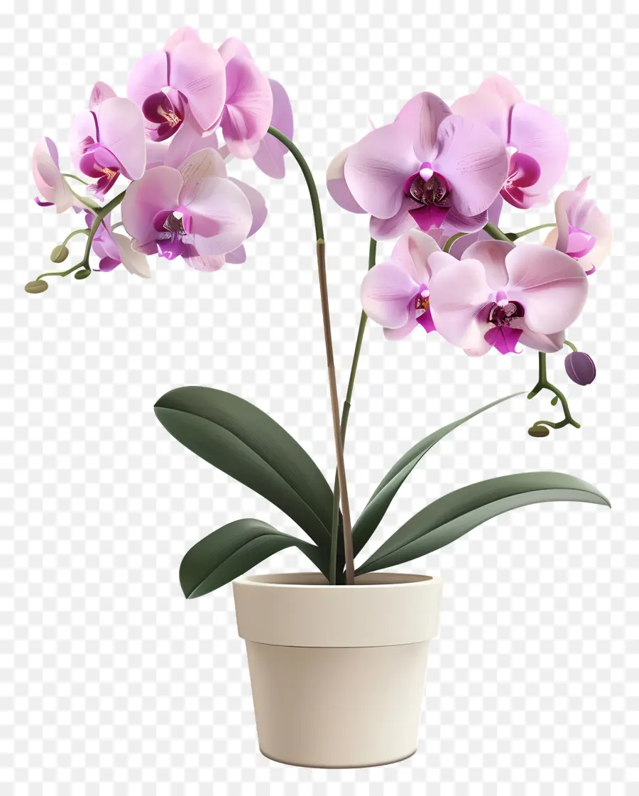 Fleurs D'orchidées En Pot，Orchidée PNG