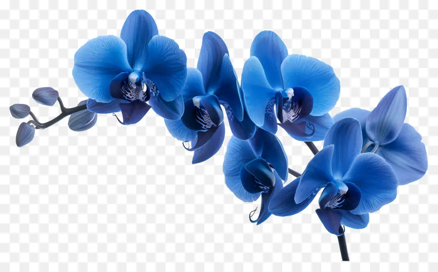 Fleur D'orchidée，Orchidée Bleue PNG