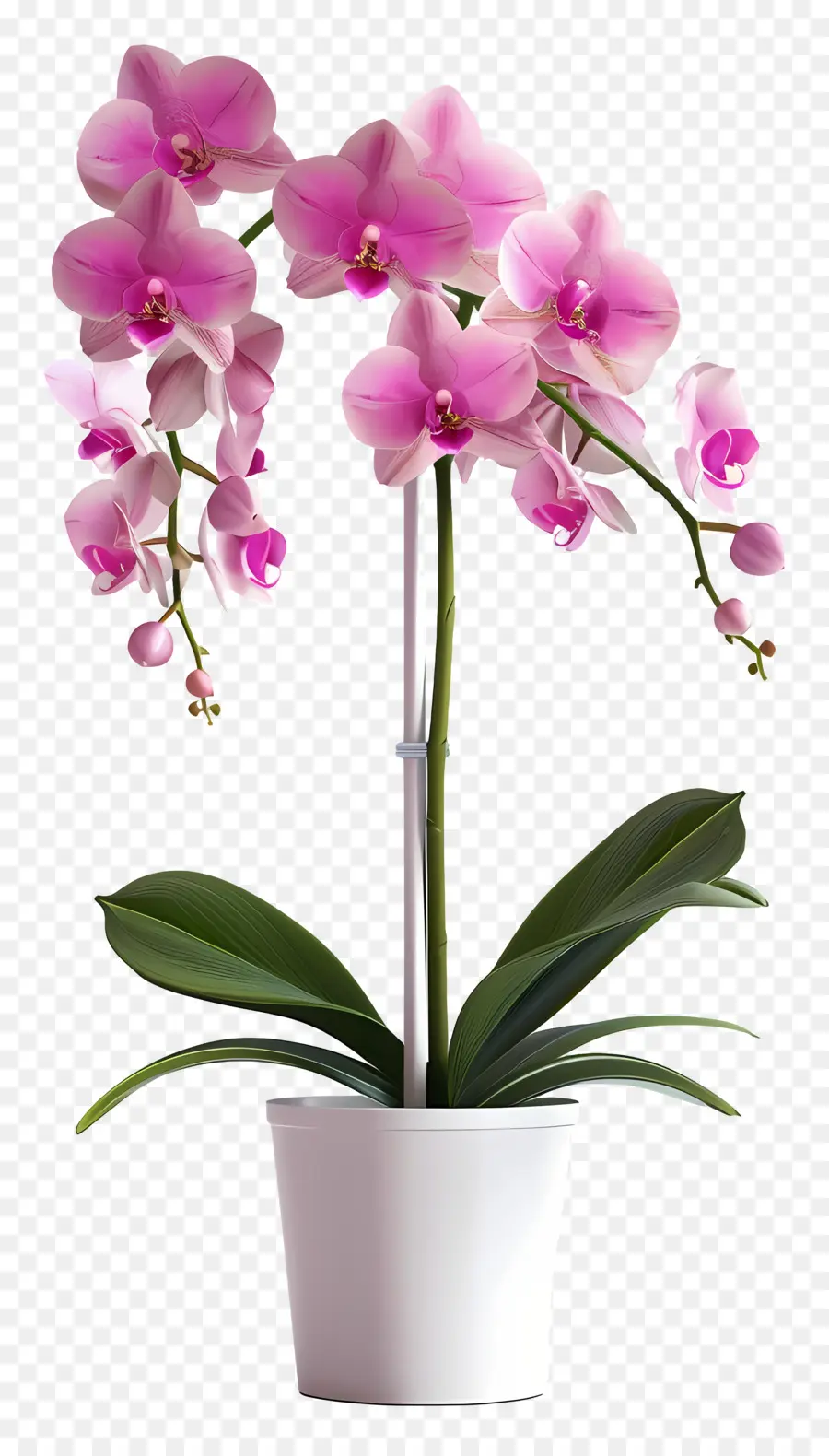 Fleurs D'orchidées En Pot，Orchidée PNG