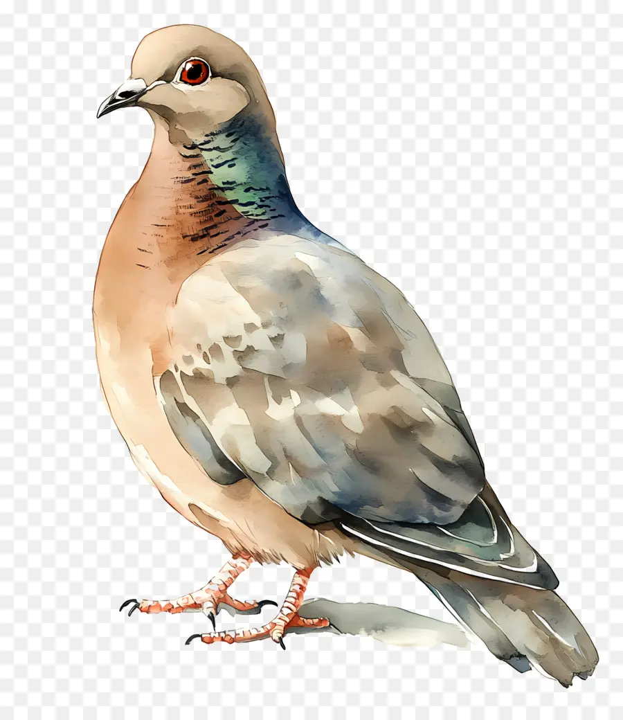 Oiseau Aquarelle，Pigeon PNG