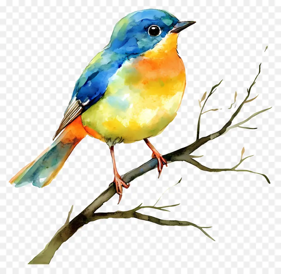 Oiseau Aquarelle，Oiseau Bleu Et Orange PNG