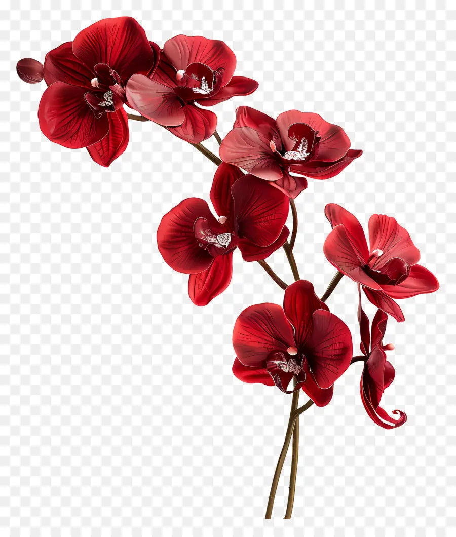 Fleur D'orchidée，Orchidée Rouge PNG