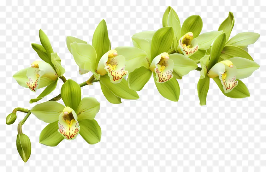 Fleur D'orchidée，Fleurs D'orchidées PNG