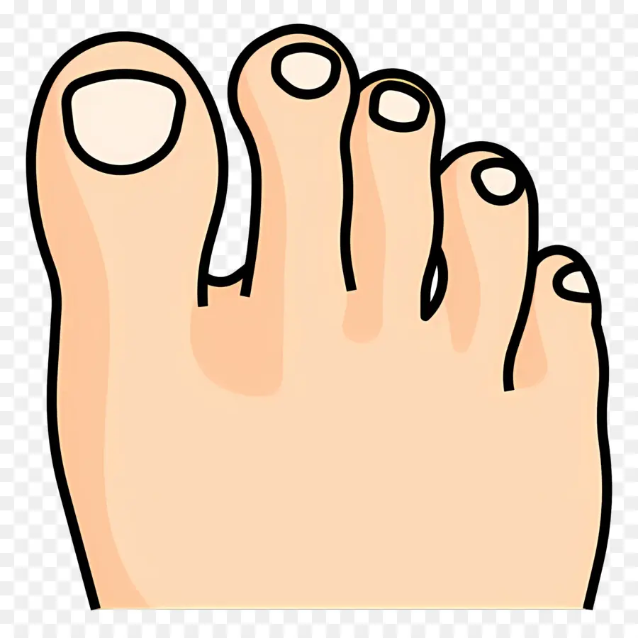 Orteil Du Pied，Pied PNG