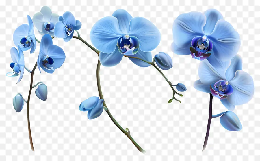 Fleur D'orchidée，Orchidée Bleue PNG