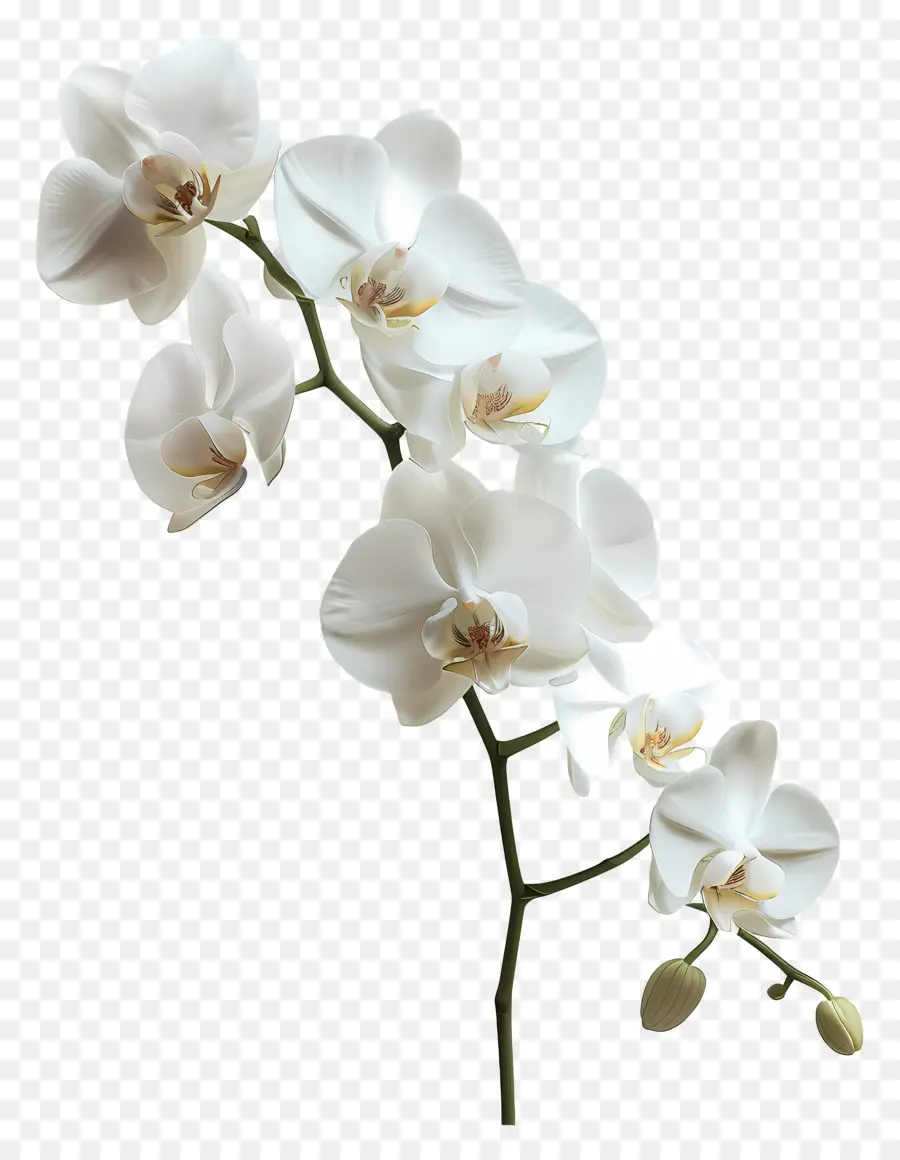 Fleur D'orchidée，Orchidée Blanche PNG