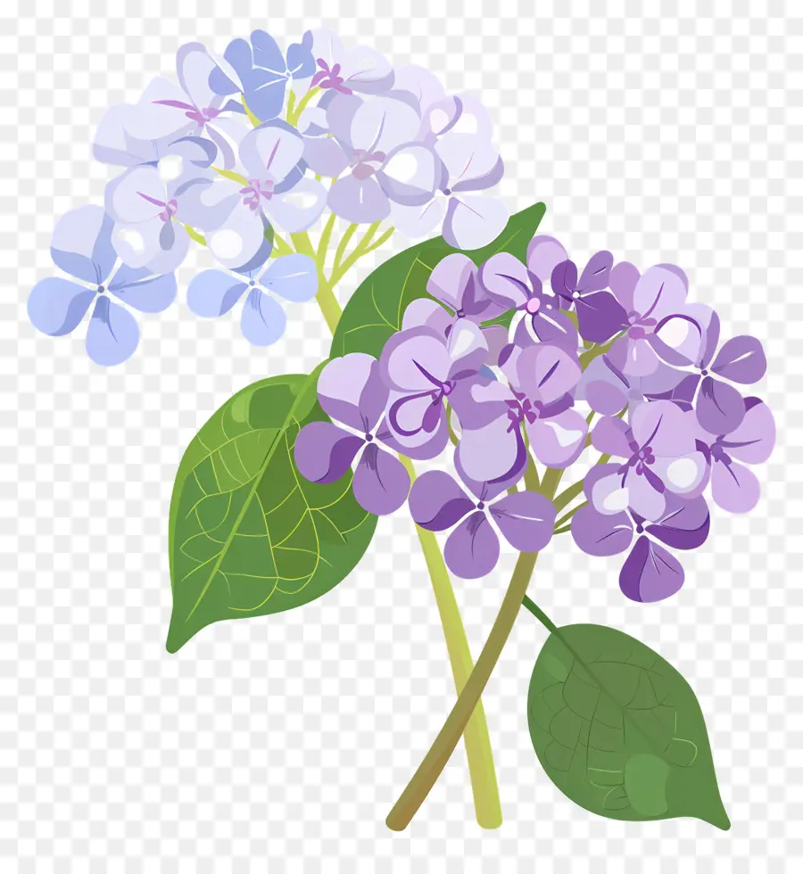 Fleurs D'hortensia，Fleurs Violettes PNG