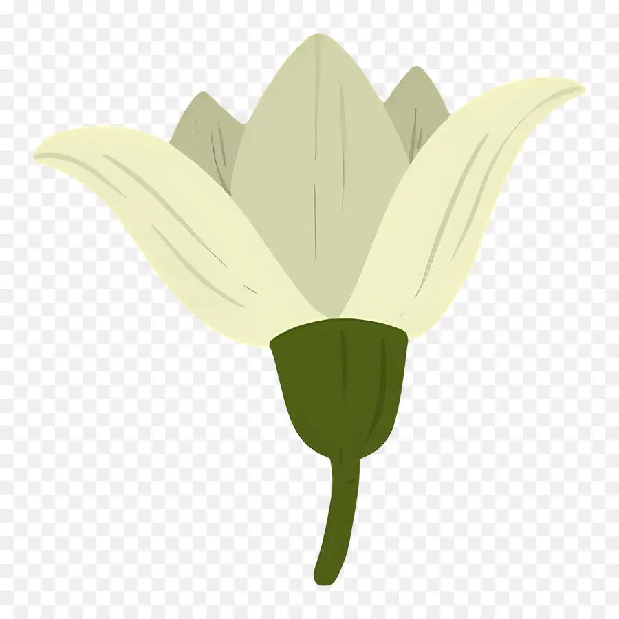 Fleur Unique，Fleur Blanche PNG