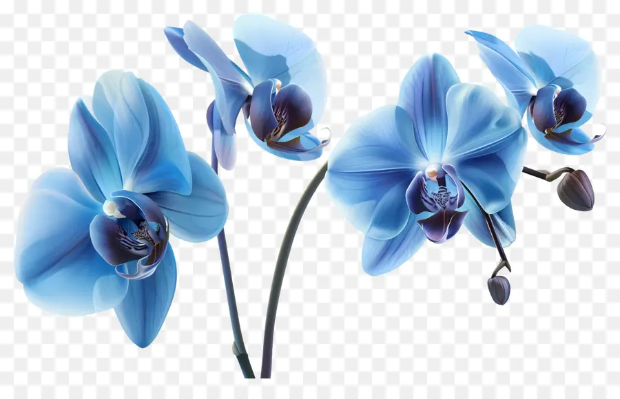 Fleur D'orchidée，Orchidée Bleue PNG