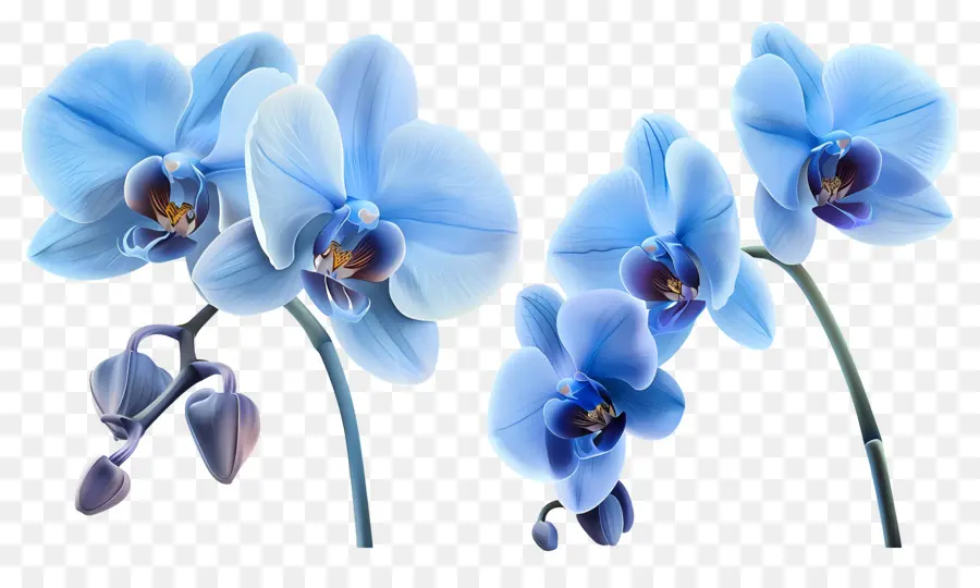 Fleur D'orchidée，Orchidée Bleue PNG