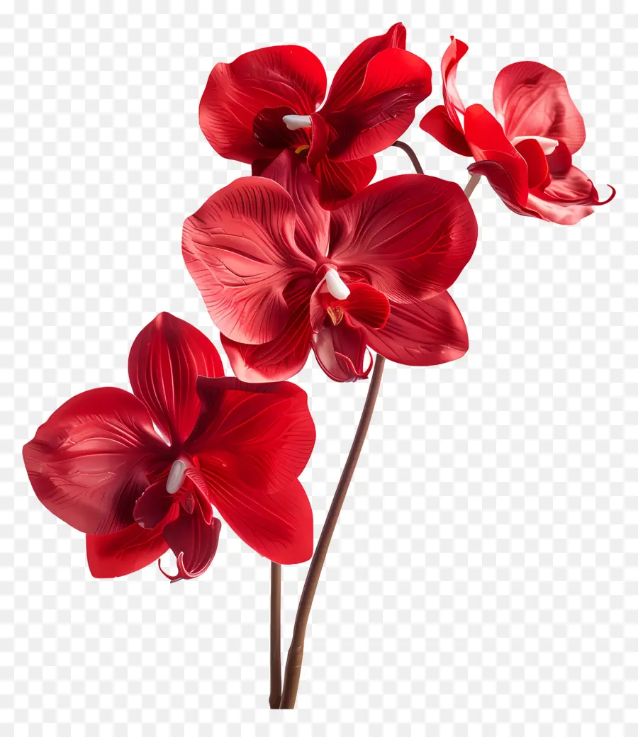 Fleur D'orchidée，Orchidées Rouges PNG