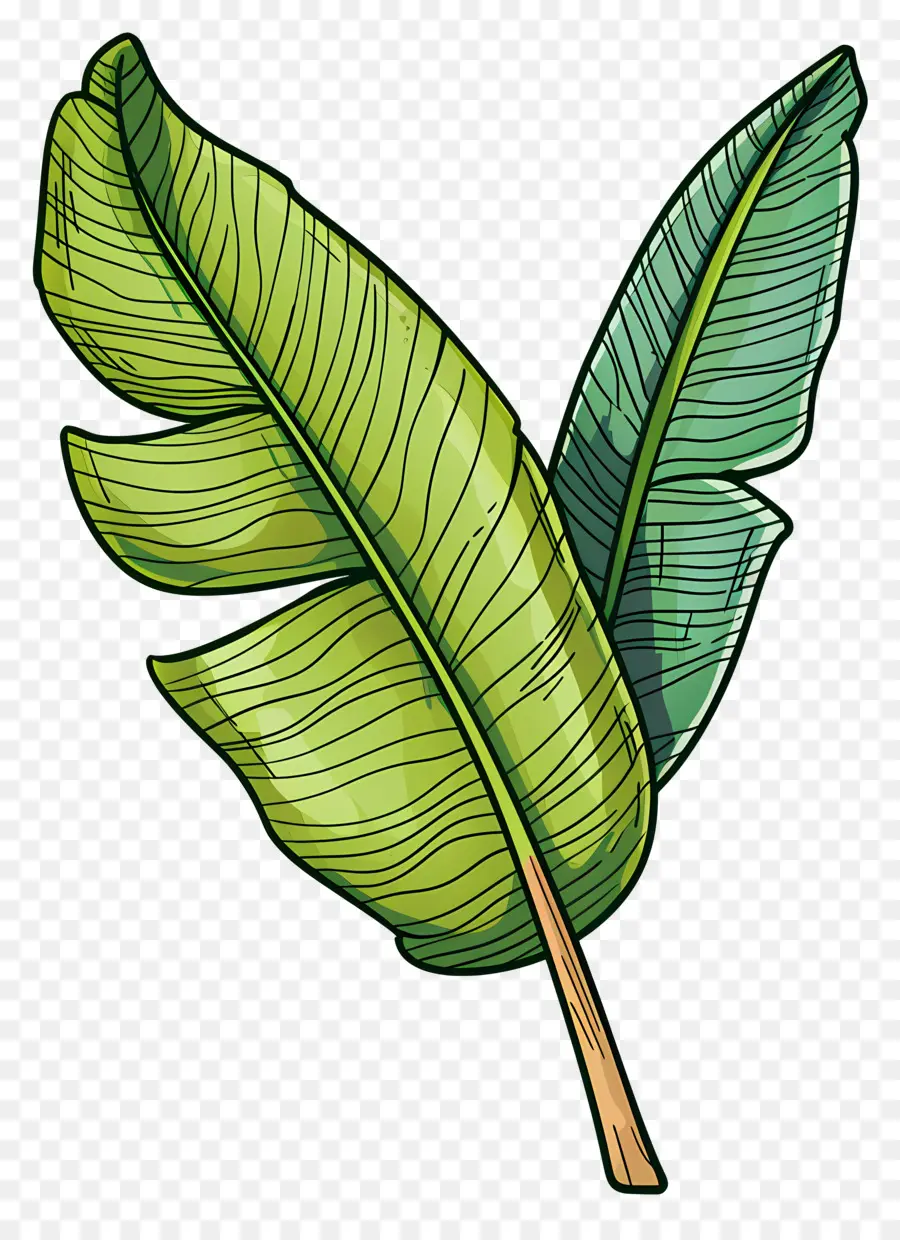 Feuille Tropicale，Feuilles Vertes PNG