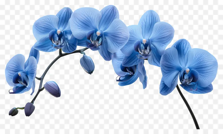 Fleur D'orchidée，Orchidée Bleue PNG