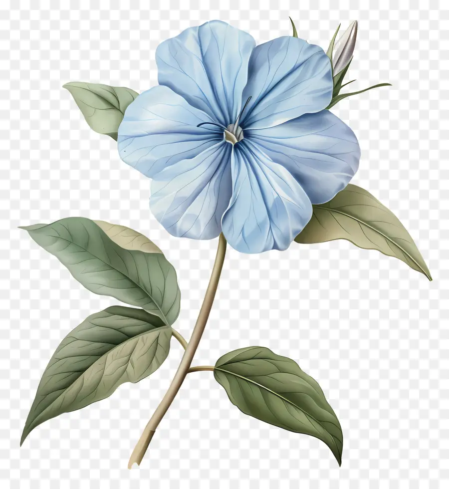 Petite Fleur，Fleur Bleue PNG