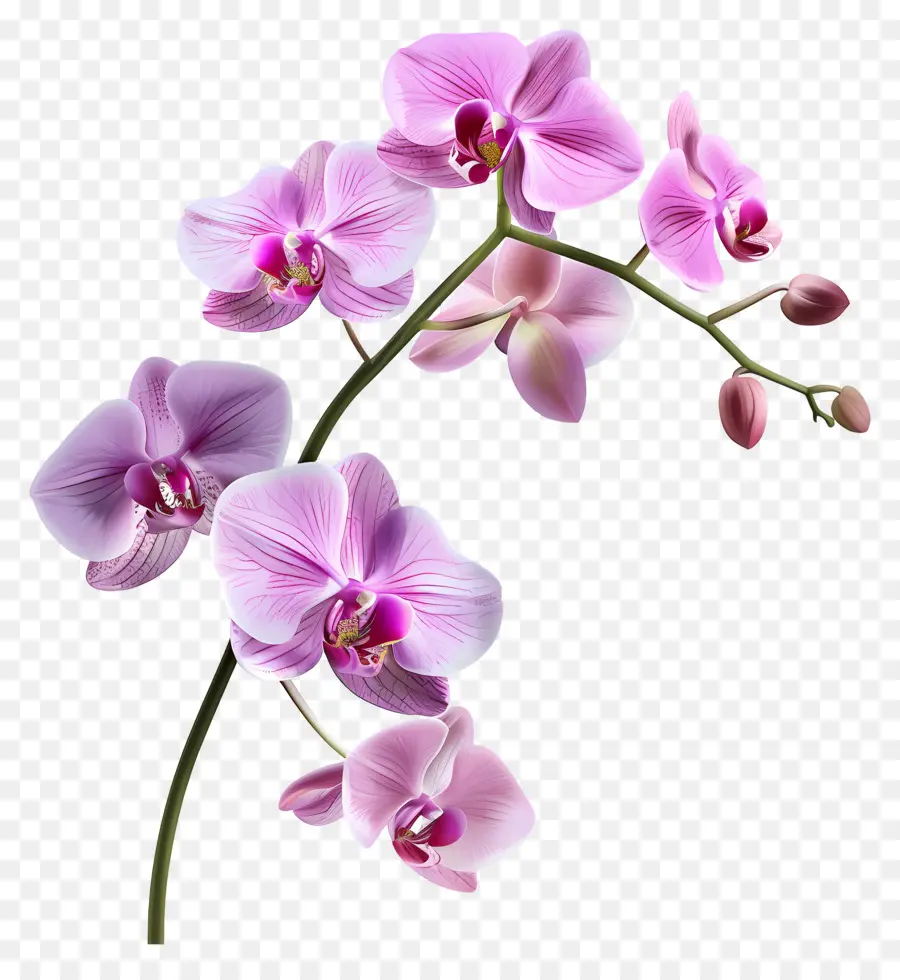 Fleur D'orchidée，Orchidée Blanche PNG