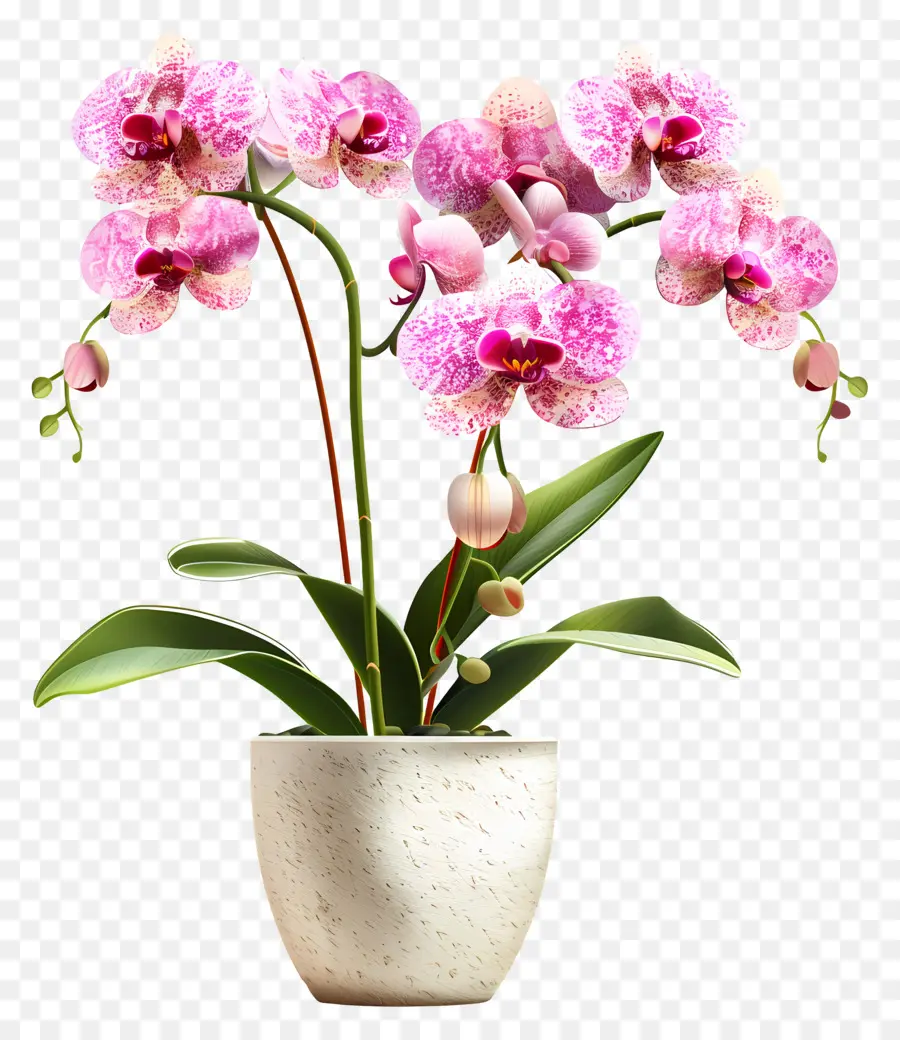 Fleurs D'orchidées En Pot，Orchidée PNG