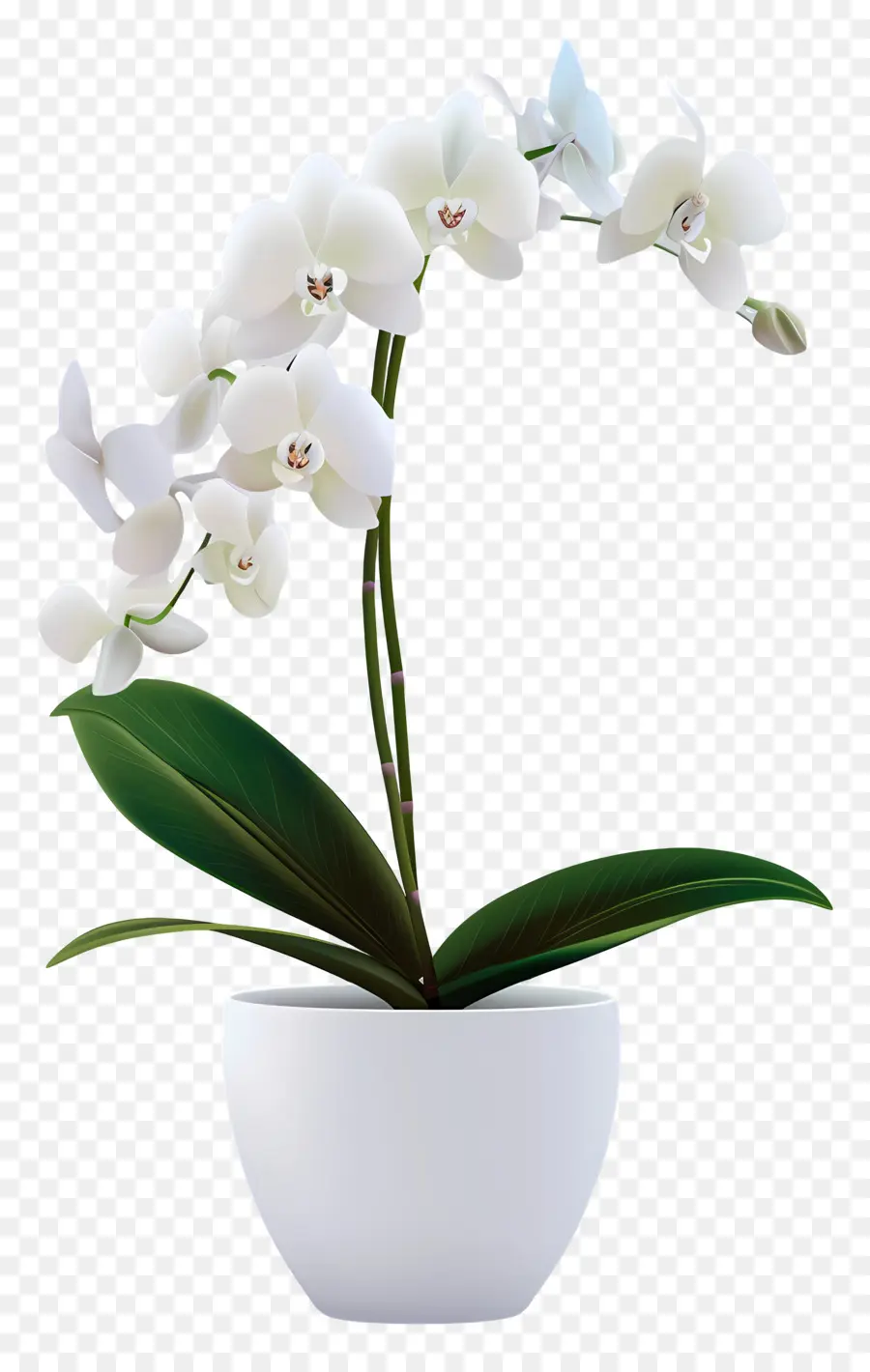 Fleur D'orchidée，Orchidée Blanche PNG