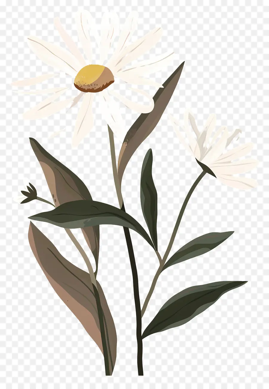 Fleurs De Marguerite，Marguerite PNG