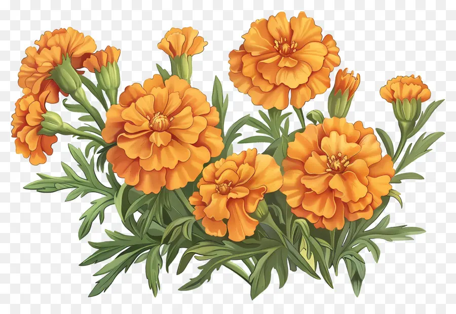 Fleurs De Souci，Soucis Oranges PNG